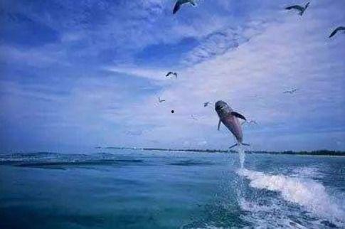 娱乐吃瓜酱飞鸟与鱼,娱乐吃瓜酱的甜蜜邂逅