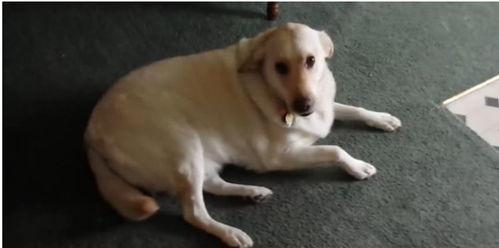 娱乐吃瓜酱狗吃鸡  第2张