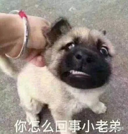 娱乐吃瓜酱狗吃鸡  第3张