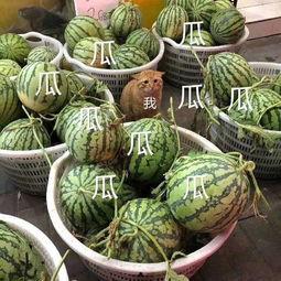 吃瓜娱乐素材哪里找的啊,吃瓜娱乐素材的搜集秘籍 第2张 吃瓜娱乐素材哪里找的啊,吃瓜娱乐素材的搜集秘籍 第2张