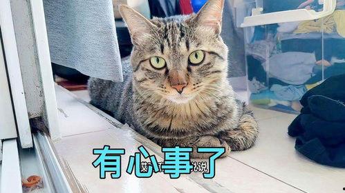 娱乐吃瓜小猫咪视频大全,盘点全网最火的吃瓜小猫咪视频合集 第2张 娱乐吃瓜小猫咪视频大全,盘点全网最火的吃瓜小猫咪视频合集 第2张